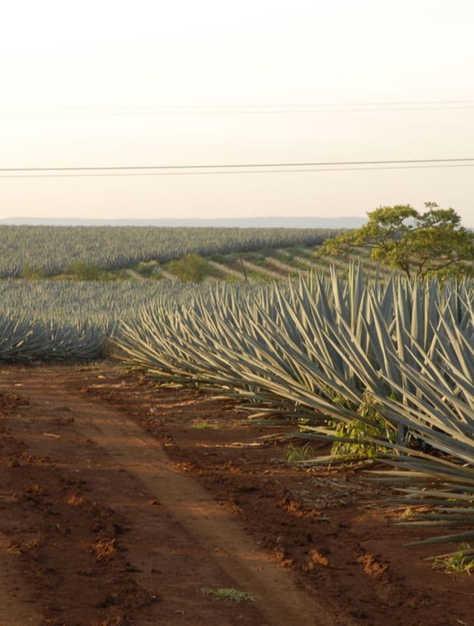 La imagen muestra un extenso campo de agave, donde comienza la elaboración del Tequila Don Julio.