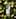 Tanqueray Rangpur Gin, 0,7 L history